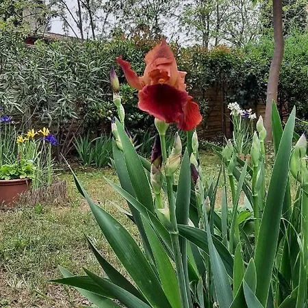 Maison Lumineuse Et Spacieuse Avec Jardin Arbore Villa *