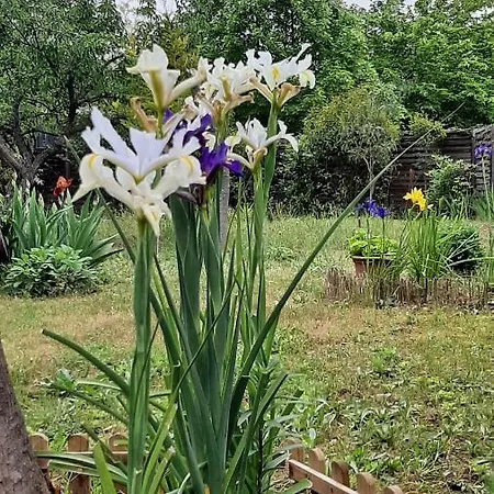 Maison Lumineuse Et Spacieuse Avec Jardin Arbore Villa *